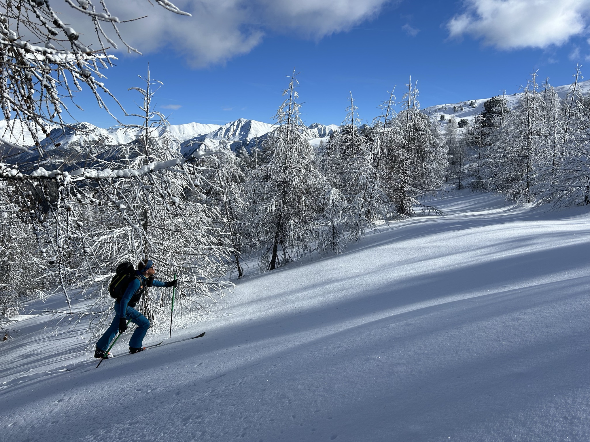 Ski tourer ascending through snow-covered larches
